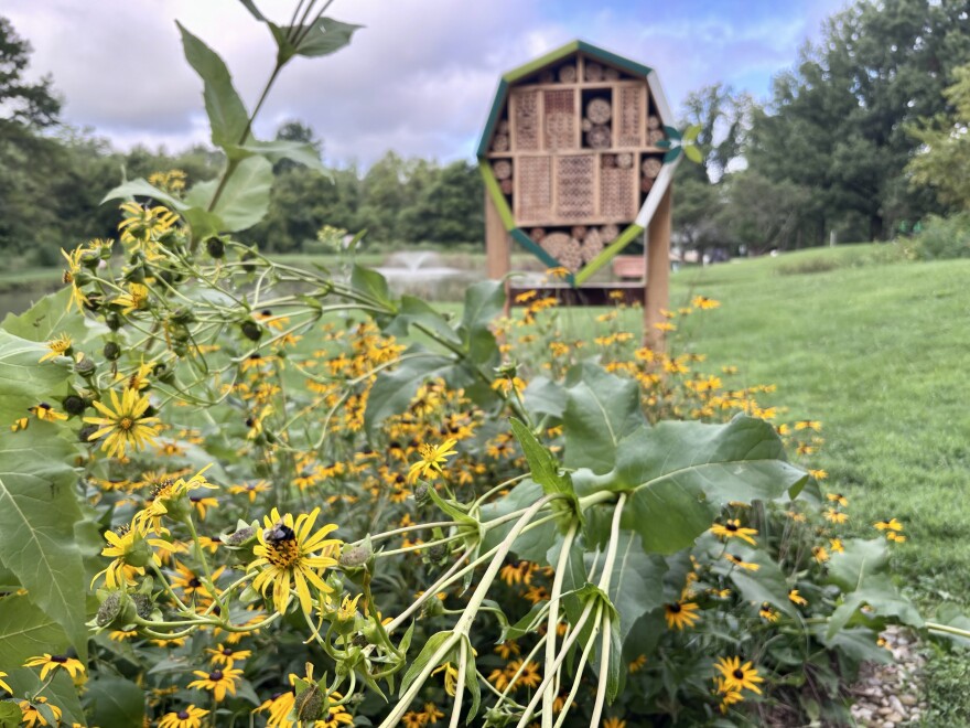 A bee sits on a yellow flower. Behind it is a wooden structure shaped like a house with holes drilled in several pieces of wood slotted inside the structure. 