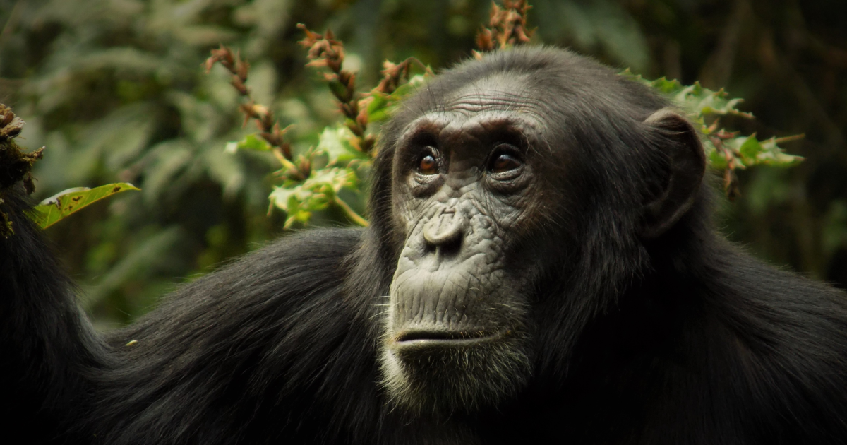 This researcher says chimpanzee civil war in Uganda can teach us about humanity, relationships