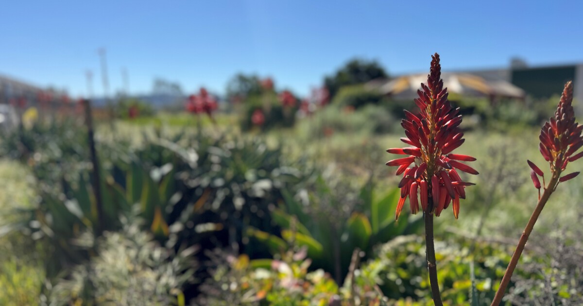 Unique agriculture education program for juveniles in detention gets the go-ahead in Ventura County