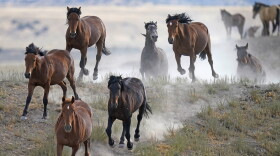 FILE - Free-ranging wild horses gallop from a watering trough on July 8, 2021.