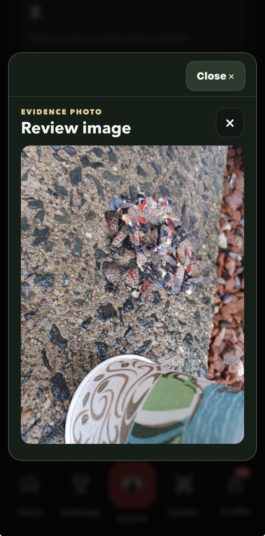 A user uploaded a photo of a crushed spotted lanternfly to the SPOTTED! app. Credit: Courtesy Steve Daily