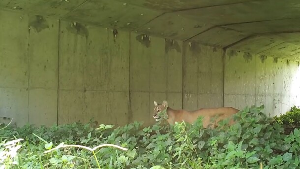 Alico's first foray into residential and commercial development includes Corkscrew Grove Villages near S.R. 82, where the former citrus powerhouse has donated $5 million to build a wildlife crossing beneath the roadway (similar to that shown above) to try and keep the Florida panther, bears, alligators and other species from being hit by vehicles