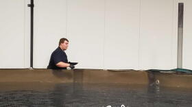 AquaBounty Technologies employee feeds Atlantic salmon at Indiana facility in 2019.