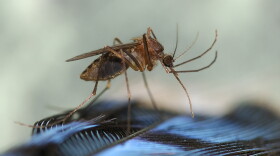 The Marion County Public Health Department’s Mosquito Control program hosts a Tire Recycle Day in an effort to reduce the number of places mosquitoes might breed.
