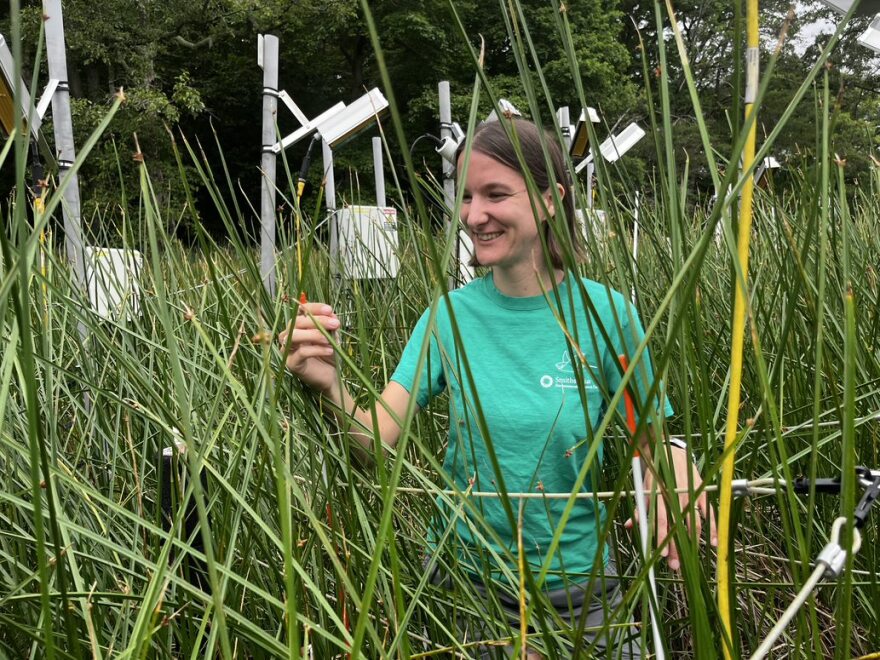 Genevieve Noyce is a scientist with the Smithsonian Environmental Research Center.