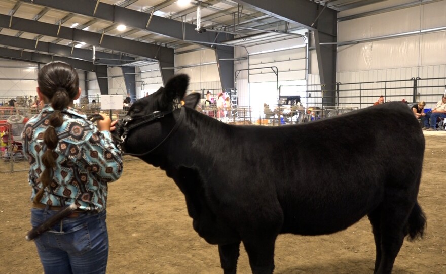 A youth exhibitor presents a black beef calf during the livestock show inside the indoor show arena.