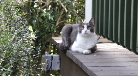 CYM's popular tomcat lounging on the porch near the coffeehouse's entrance.