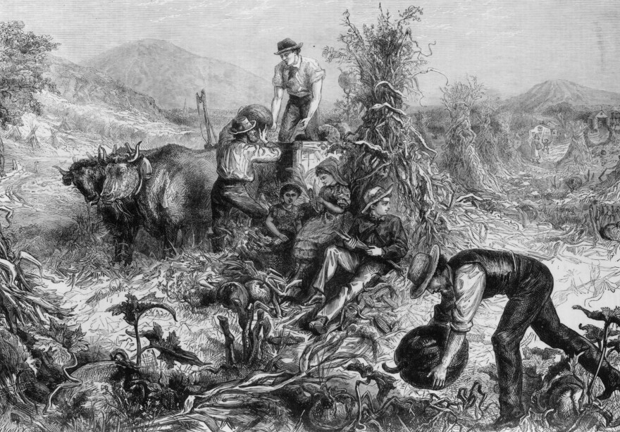 Idyllic scene of an American farmer collecting pumpkin in a field.