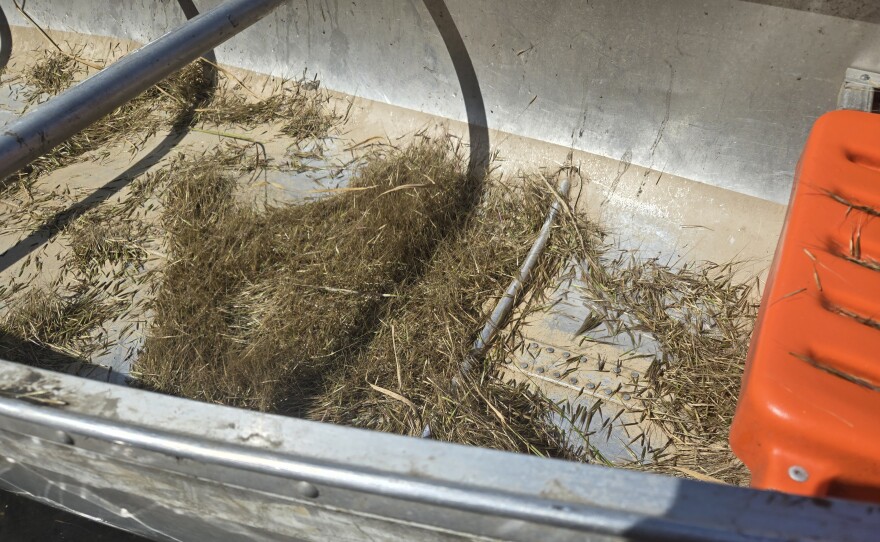 Wild rice grains at the bottom of a metal canoe