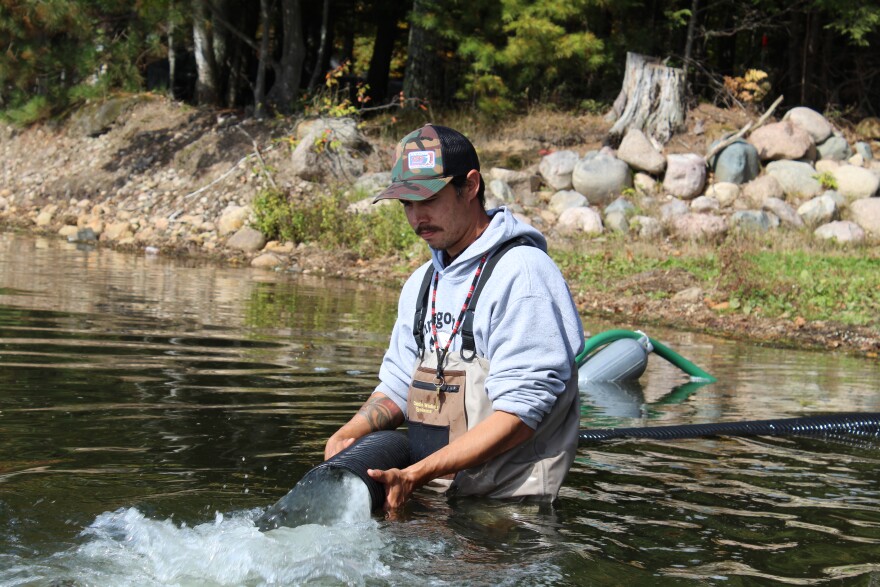 Leelyn Van Zile, a Sokaogon Chippewa tribal member, guides walleye fingerlings out into their new home, Pickerel Lake.