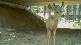 A mule deer uses a wildlife crossing below Highway 97 in Oregon, the same major north-south route in north-central Washington's Okanogan County looking at similar measures. CREDIT: ODOT