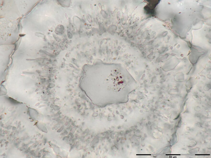 These shapes may have formed as microbes living around underwater vents released organic matter.