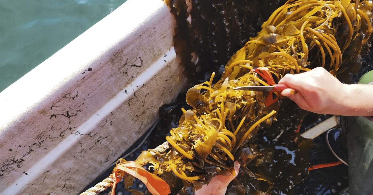 New kelp hatcheries like one in Kodiak produced more seed in 2025 according to industry report