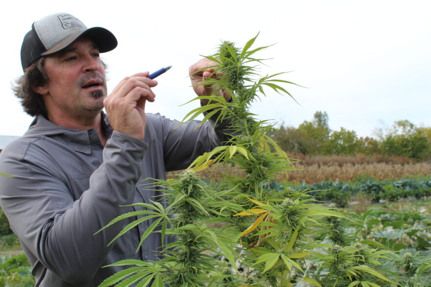 Oregon CBD Seeds co-owner Seth Crawford explains a hemp plant’s aroma.