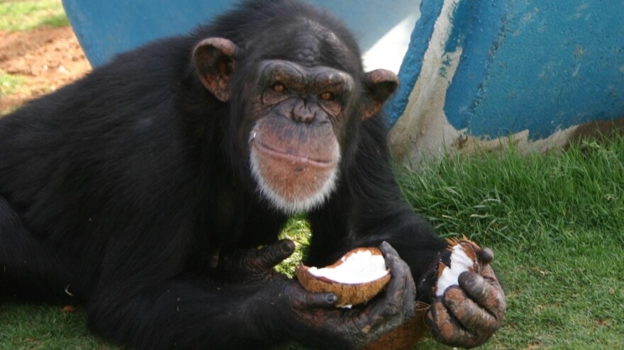 A chimpanzee eats a coconut at the Alamogordo Primate Facility at Holloman Air Force Base, N.M., in an undated photo from the National Institutes of Health. A plan to move chimps that had retired to the facility after being subjects of medical experiments sparked controversy and a review of research policies.