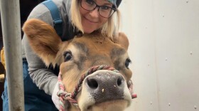 Kelli Foreman of the Last Small Farm in Kodiak and one of her current milking cows. She'll have a third cow ready to start milking in mid-December. Her three dairy cows are named Maggie, Feather and Ellie Mae.
