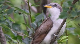 A bird with a white breast and bright yellow bill perches in a leafy tree