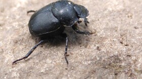 An introduced dung beetle in Australia. While the species is native to Africa, they are now widespread in northern Australia.