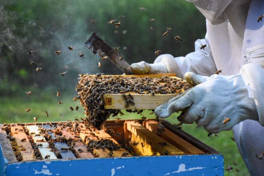 John and Ann Wynn remove a frame out of a beehive in North Salem, Indiana on August 2, 2021. (NRCS photo by Carly Whitmore)