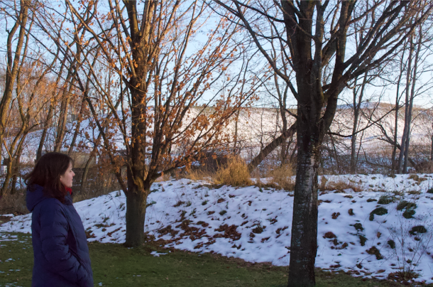 The lot behind Brianne Bee's house used to be covered in trees of different shapes and sizes.