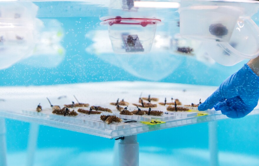 More than 300 coral samples were relocated to Texas A&M University-Corpus Christi.