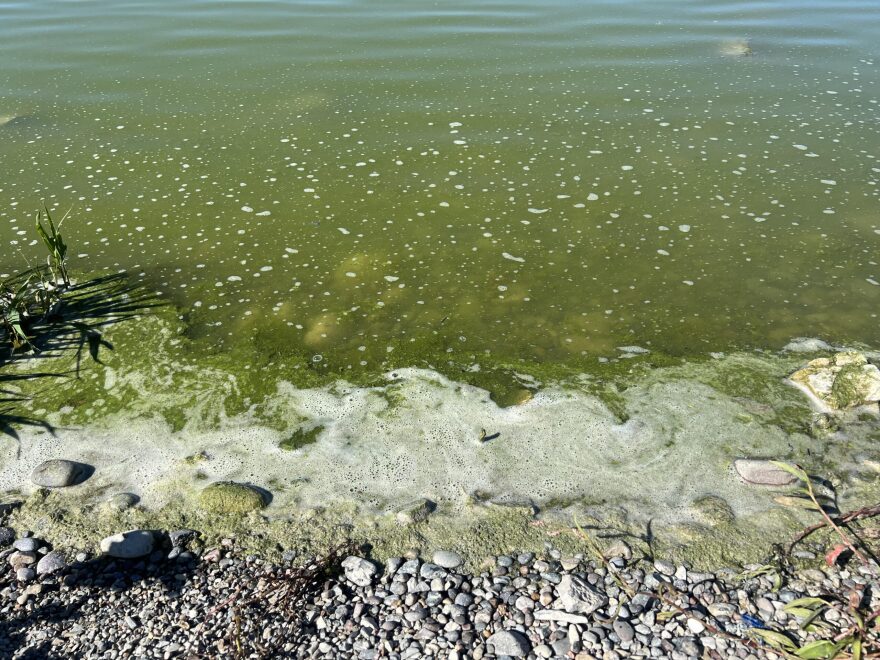 A scummy substance hugs the rocky shoreline of a greenish lake.
