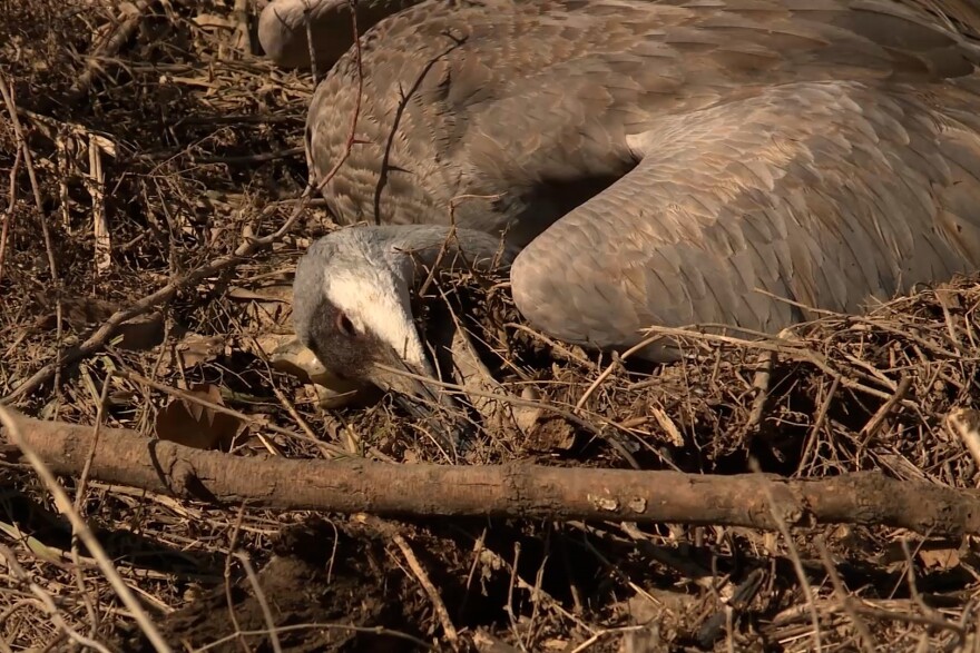 One of the several dozen dead cranes found near Highway 50.