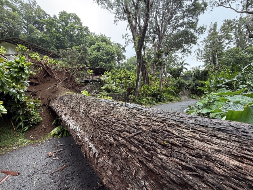 large tree crosses the road