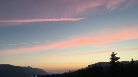 A recent study found that there are an estimated 73,000 tree species currently living in the world.