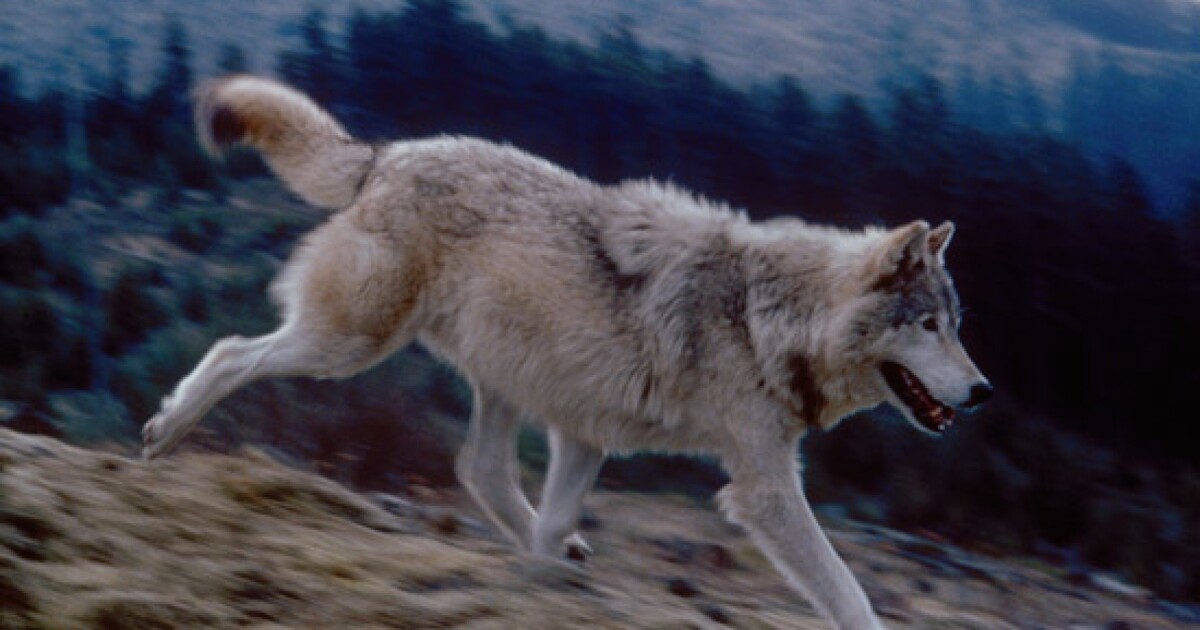 New genetics model to estimate wolf numbers in Idaho, shows 13% population decline
