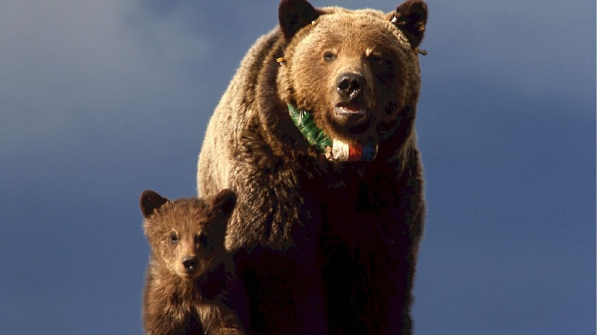 FWP Relocates 3 Grizzlies That Were Seeking Human Food | Montana Public  Radio, image size:1200x675