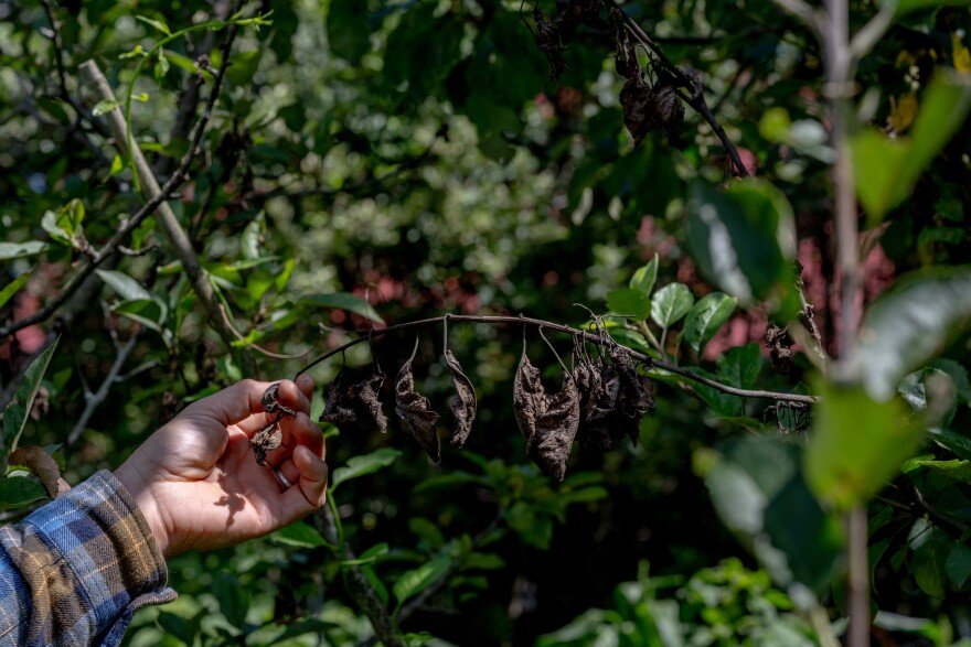 Carr holds an apple tree branch infected with fire blight.