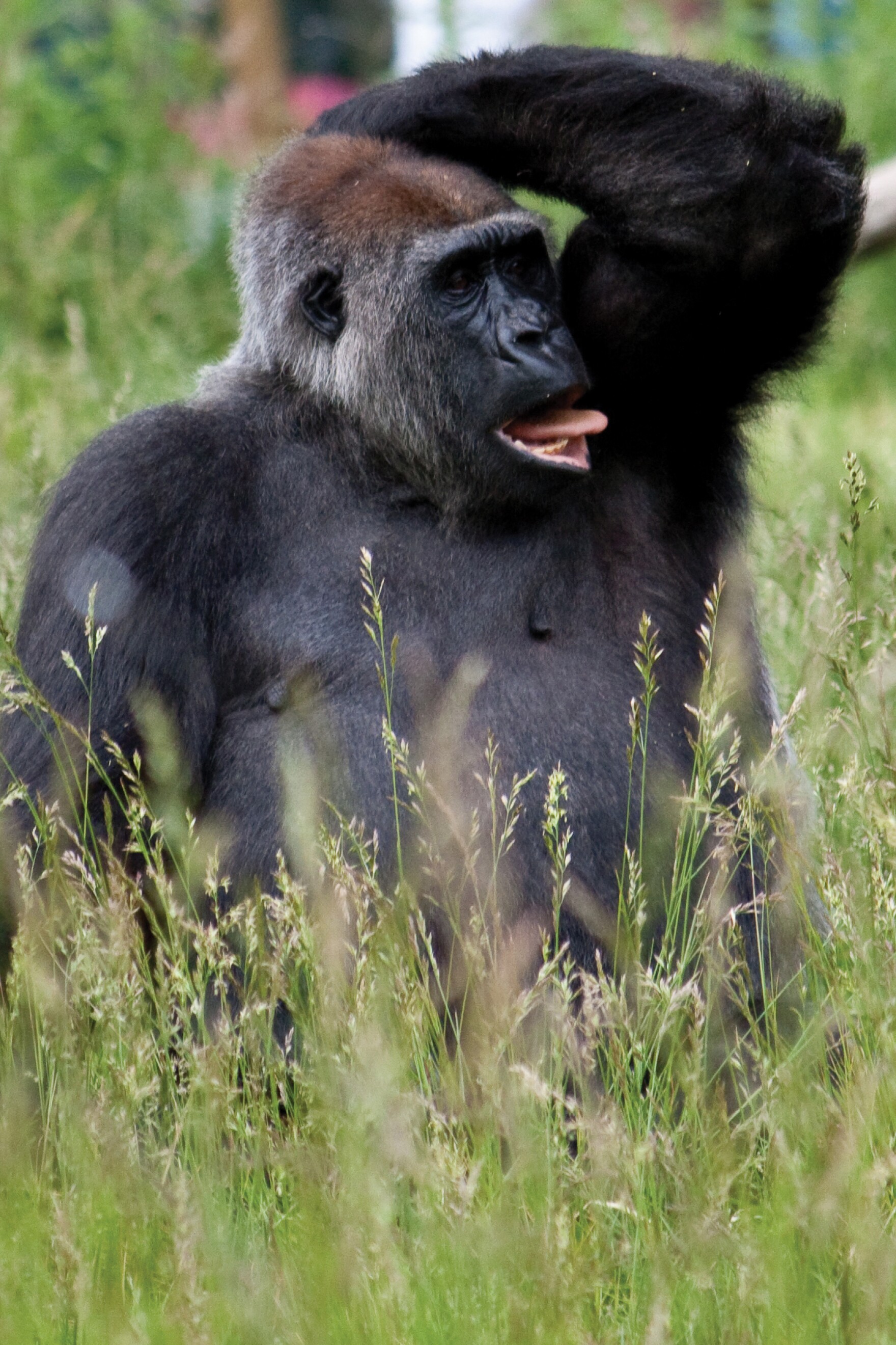 Weird Science: Citizen science and monkey sweat help NC researcher ...