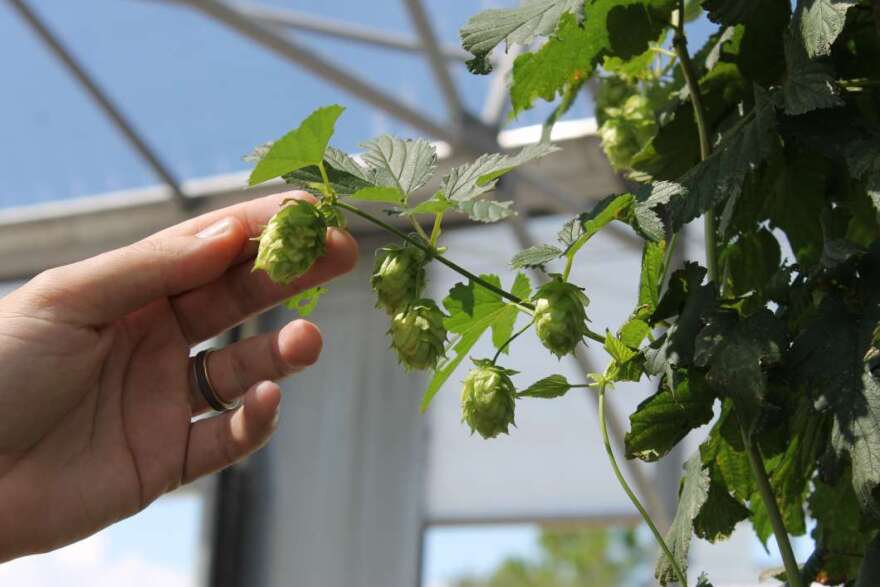 Hops are what give beers like IPA their characteristic flavor. Photo: Matthew Peddie, WMFE