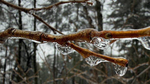 A knobbly twig is covered in glassy ice in a winter forest.