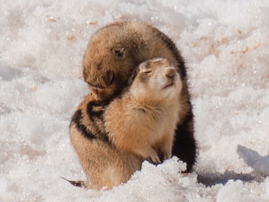 Prairie dogs engage in grooming behavior to remove ticks, mites and fleas that might carry disease.