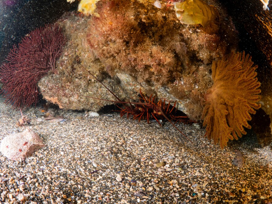 A spiny lobster peers out from underneath an underwater rock. 