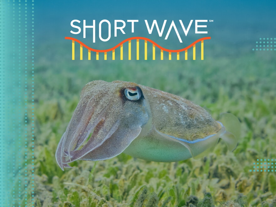 A cuttlefish swims on seagrass. Cuttlefish can change the color and texture of their bodies.