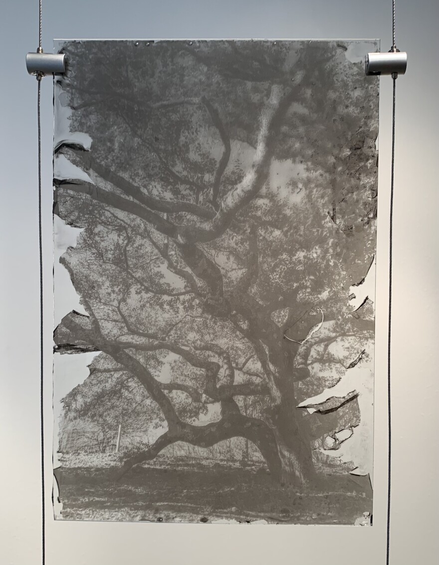 This carbon print of an old oak curls like ash at the edges emphasizing the fire theme of Sarah Grew's installation "Ghost Forest."