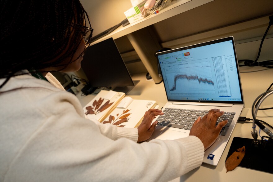 Naeemah Anderson, a hyperspectral scanning assistant at the Missouri Botanical Garden, reviews a graph while cataloguing various leaves on Jan. 20 at the garden in south St. Louis.