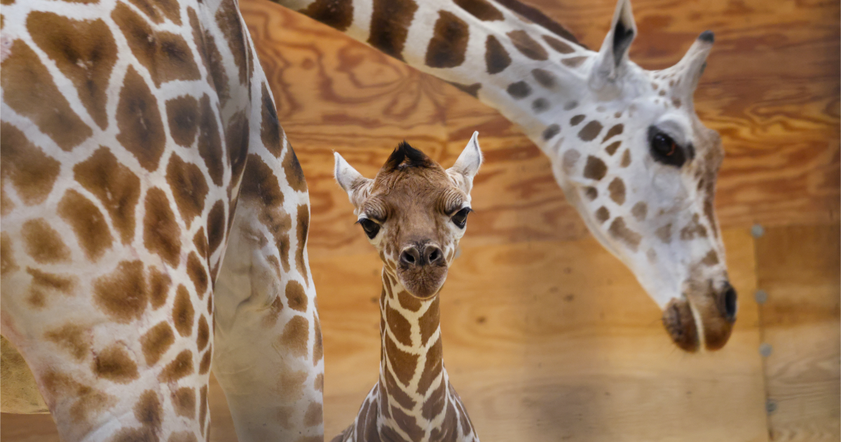 Fort Wayne Zoo welcomes giraffe calf to herd