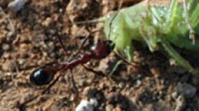 harvester-ant-small
