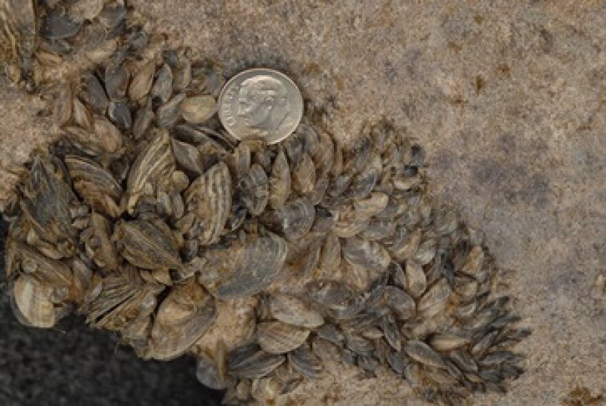 quagga mussels next to coin