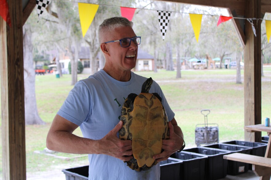 Jerry Johnston checks a female turtle for eggs during the 48th survey at Hornsby Spring on Sunday, March 8, 2026. (Rose Schnabel/WUFT News)