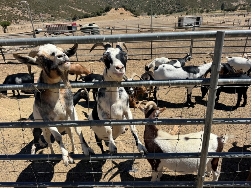 Goats in a pen. Several of the goats are standing up against a gate, offering greetings.