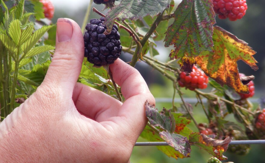 U-pick blackberry