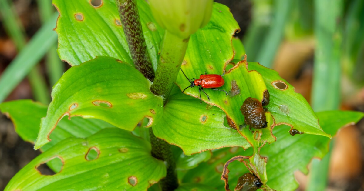 Three wasp species released in MI to control invasive scarlet lily beetle