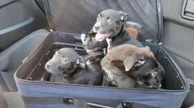 Four puppies were found in a suitcase that was zipped nearly all of the way closed, and officials with Guilford County Animal Services said people passing by saw the suitcase moving and stopped.