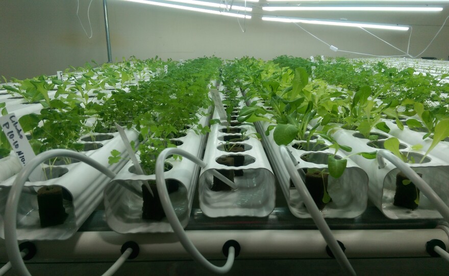microgreens_0.jpg