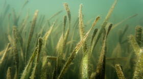 Green submerged seagrass
